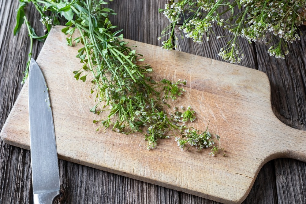 Jardin dans le sac - la bourse-à-pasteur - 1000 graines - capsella bursa-pastoris