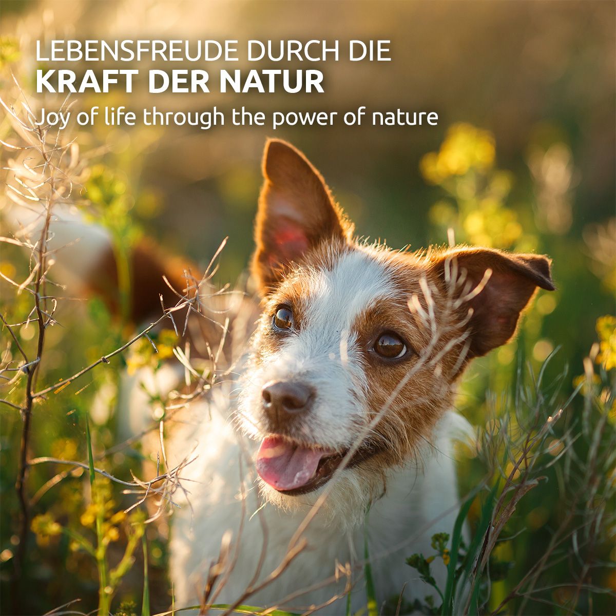 AniForte WermiX für Hunde