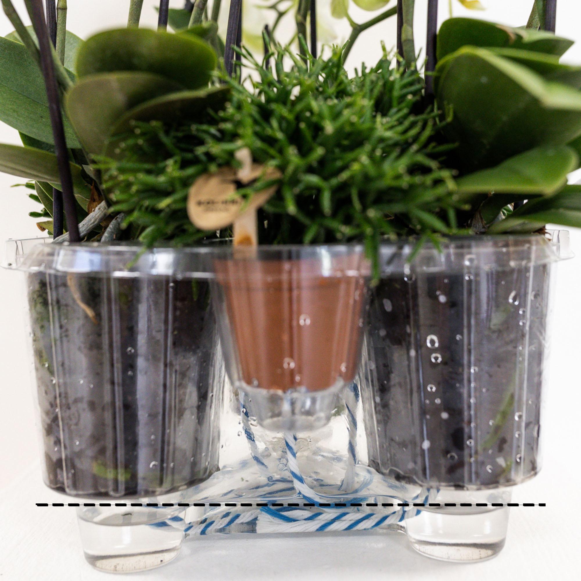 Plante d'intérieur - composition dans un panier en osier avec réservoir d'eau de 3 orchidées oranges et 3 rhipsalis 35cm