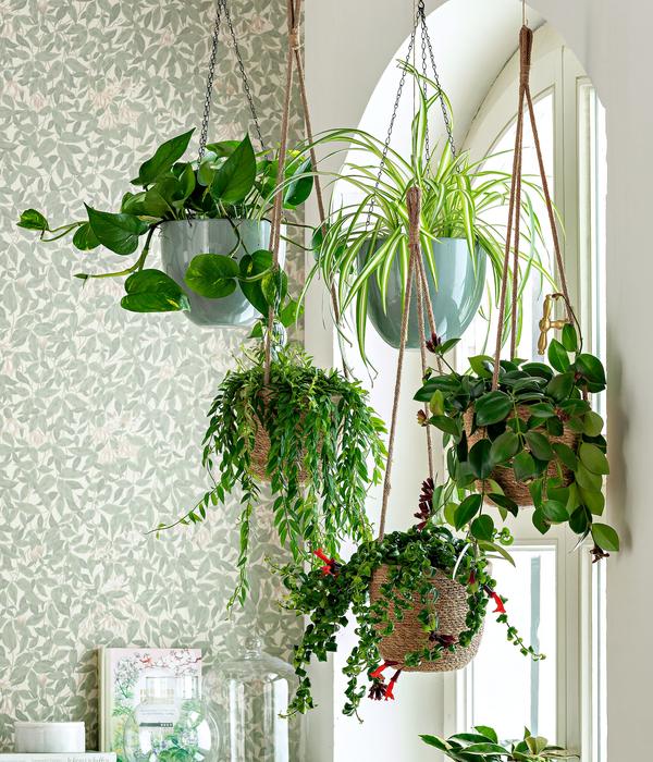 Schamblume - Aeschynanthus radicans 'Mona