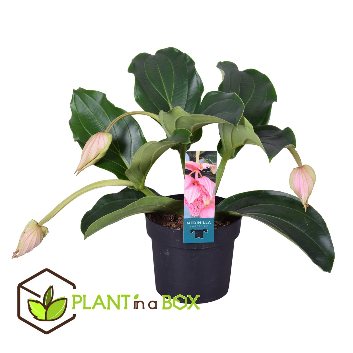 Medinilla magnifica - pot 17cm - hauteur 40-50cm