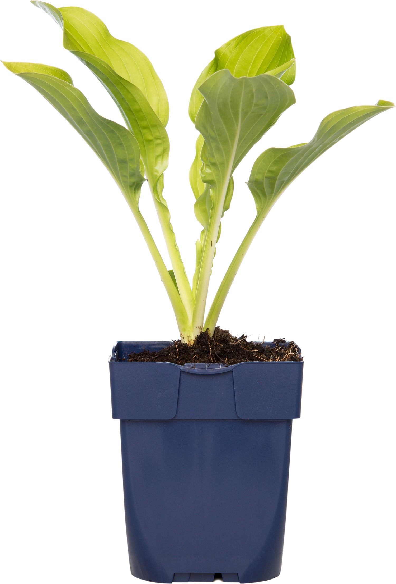 Hartlelie (Hosta 'Royal Standard') D 9 H 15 cm