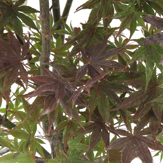 Acer Japonicum 'Palmatum Blood Good' C30L h.100/125cm