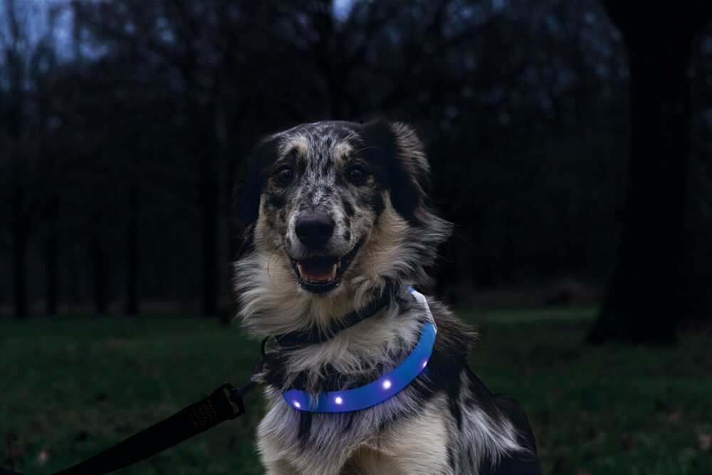 Beeztees Safety Gear Glowy USB - Lichtgevende Halsband - Hond - blauw - 2.5 cm