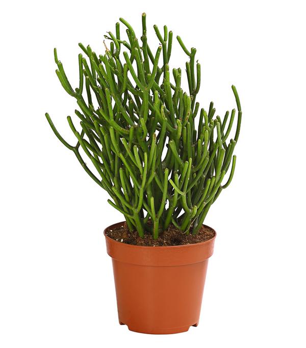 Bleistiftbaum - Euphorbia tirucalli