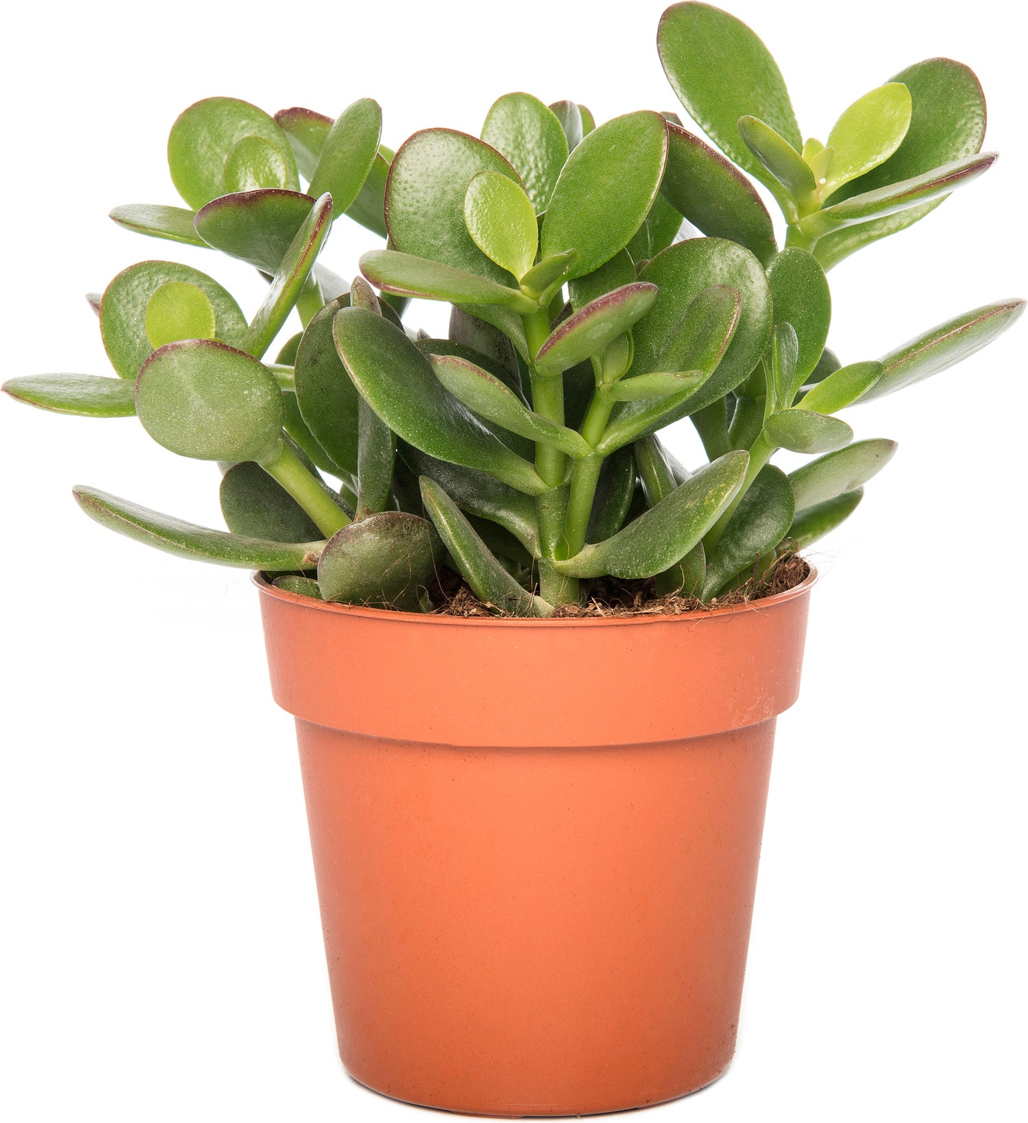 Crassula (Crassula 'Minova Magic') D 12 H 20 cm