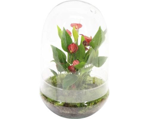 Flessentuin Flamingo bloem/Anthurium Bol FloraSelf Ø 20 cm