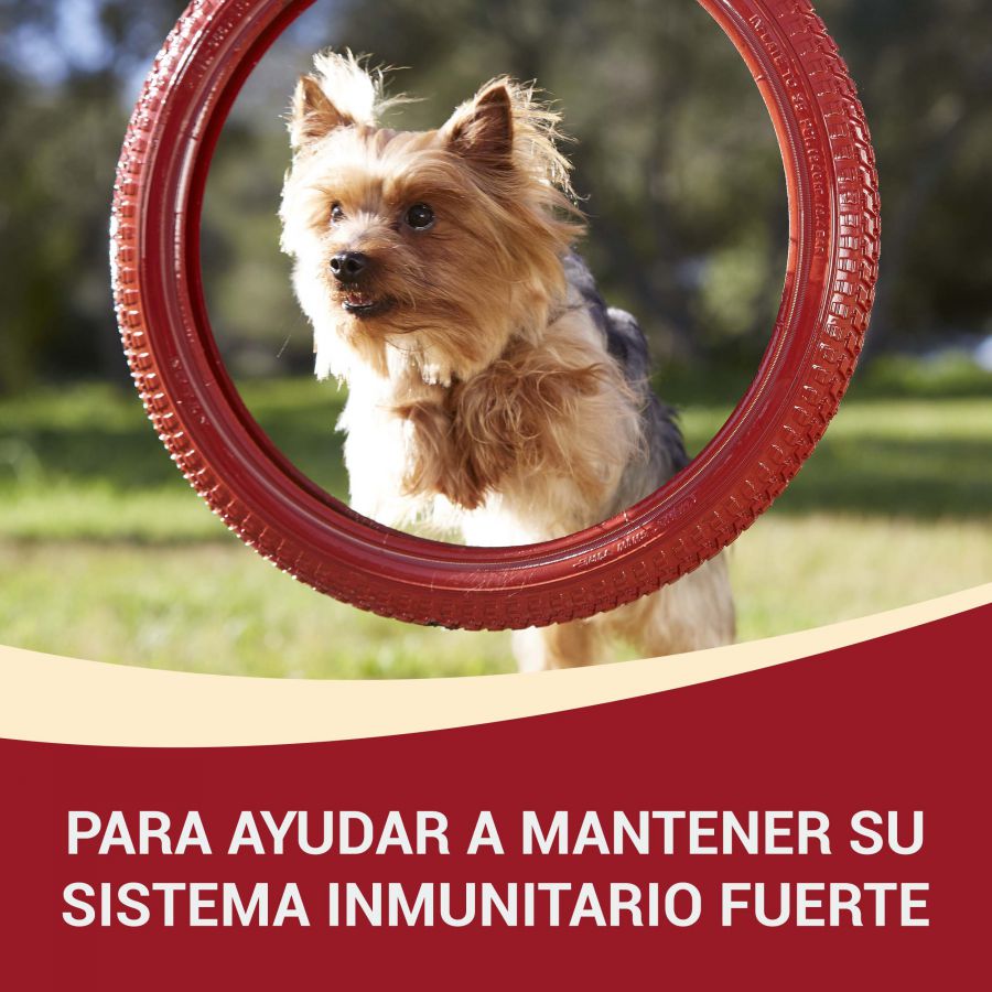 Sachês Purina One Mini Adult sabor Frango e Carne para cães