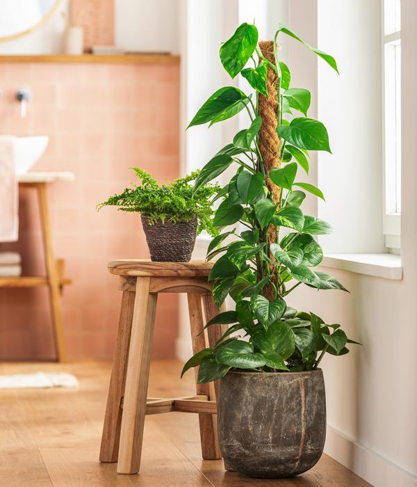 Dehner Übertopf-Set Green Living, 2-teilig
