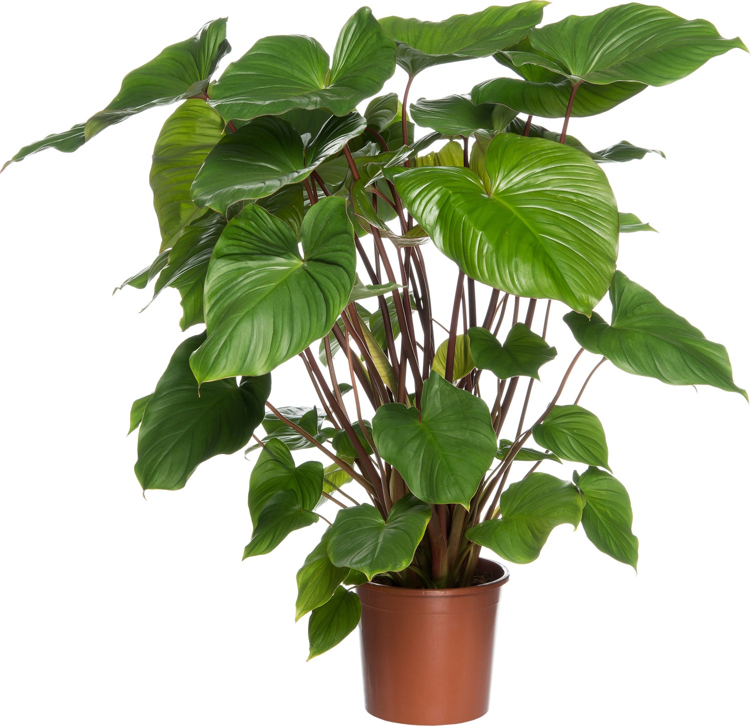Homalomena (Homalomena rubescens 'Maggy') D 24 H 80 cm