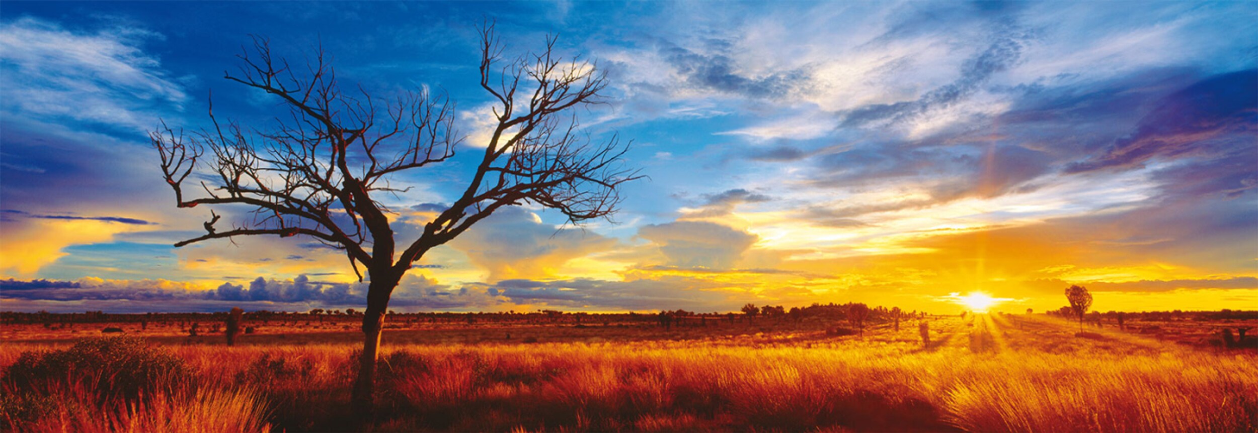 Desert Oak at Sunset