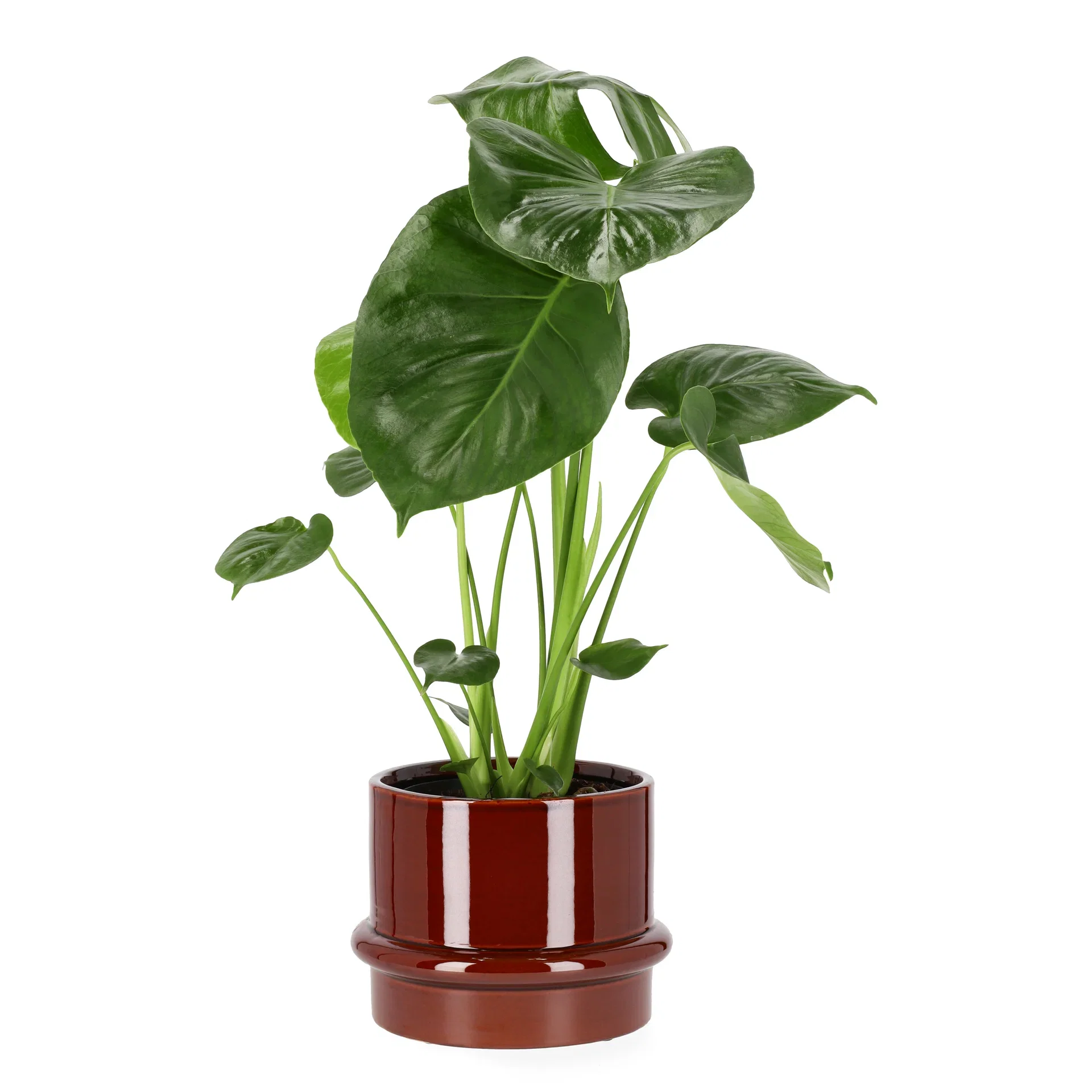 Monstera deliciosa Monstera 'deliciosa' Høyde 60 cm