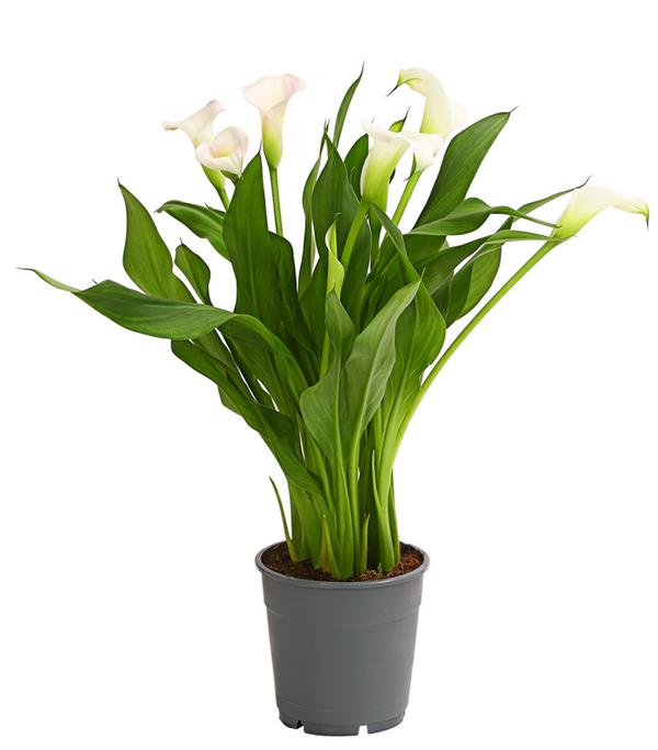 Zimmercalla - Zantedeschia albomaculata,