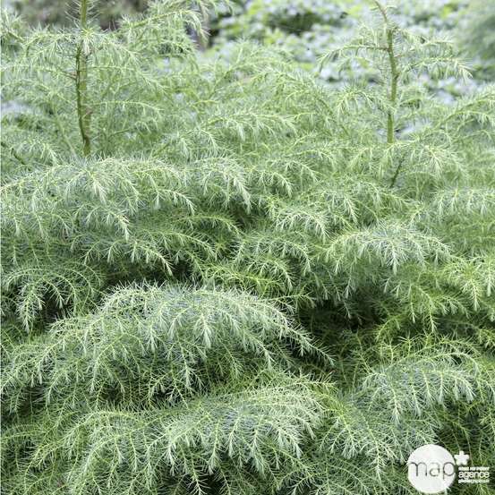 Cèdre du Japon (Cryptomeria japonica) 'Elegans' 40/60 : pot 3L