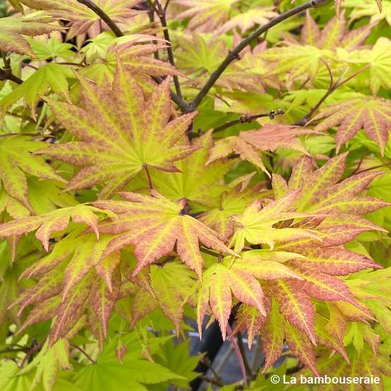 Acer shirasawanum Autumn Moon : C5L h30/40cm