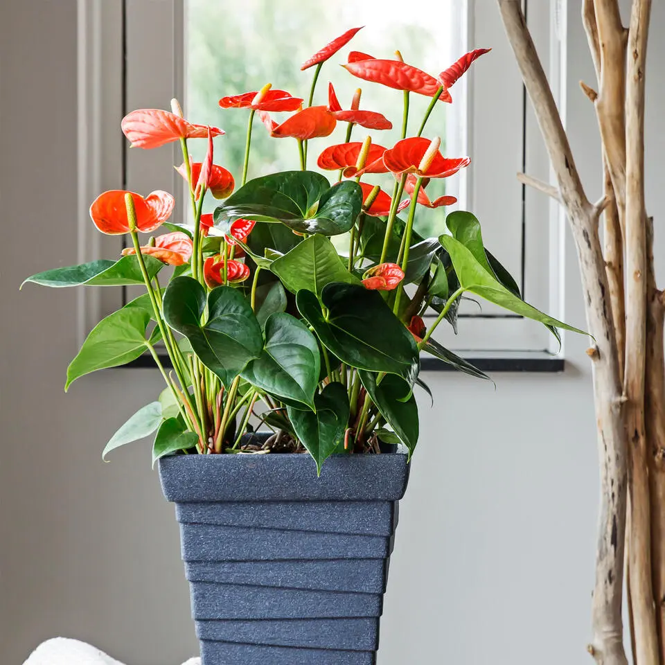 Flamingoplant - Anthurium 'Madural Orange' - Hoogte 40-55cm - ø14cm