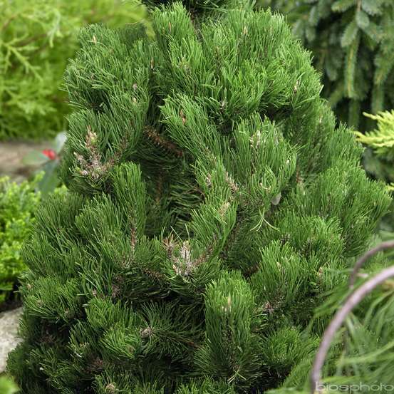 Pin (Pinus) 'Oregon Green': pot D10 cm