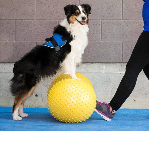 FitPAWS Trax Peanut
