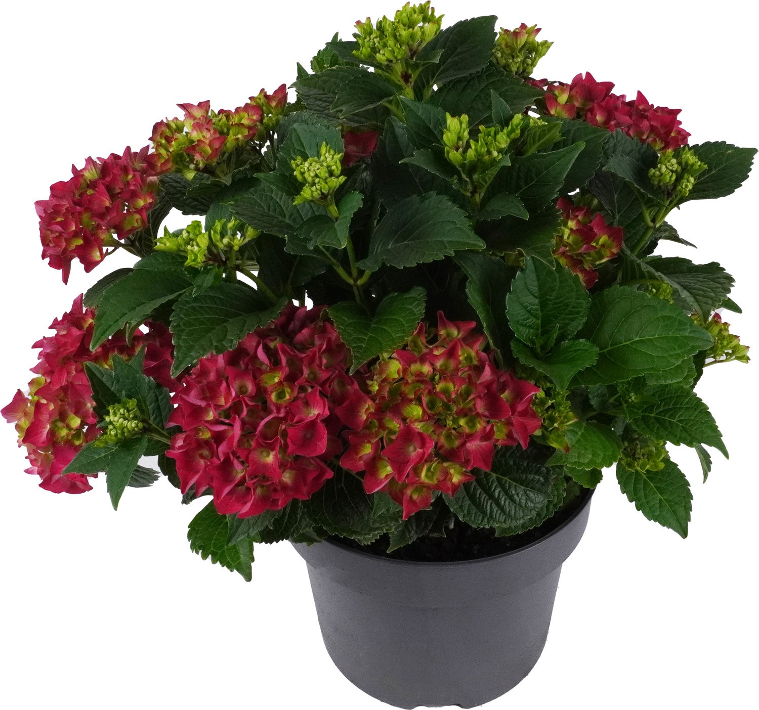 Hortensia (Hydrangea macrophylla 'Mophead Red') D 23 H 45 cm