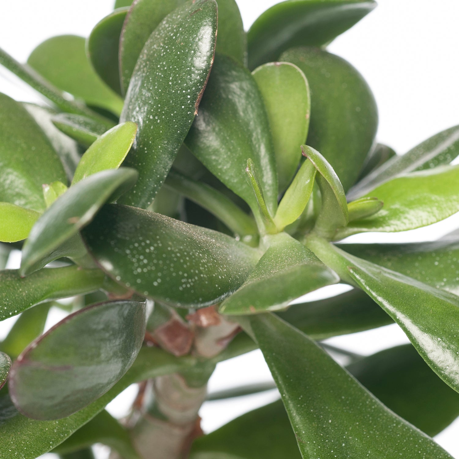 Crassula (Crassula ovata) D 17 H 25 cm