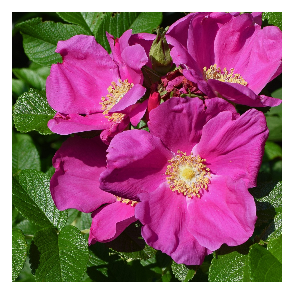 Rosier arbustif x rugosa/rosa x rugosa[-]pot de 4l - 20/40 cm