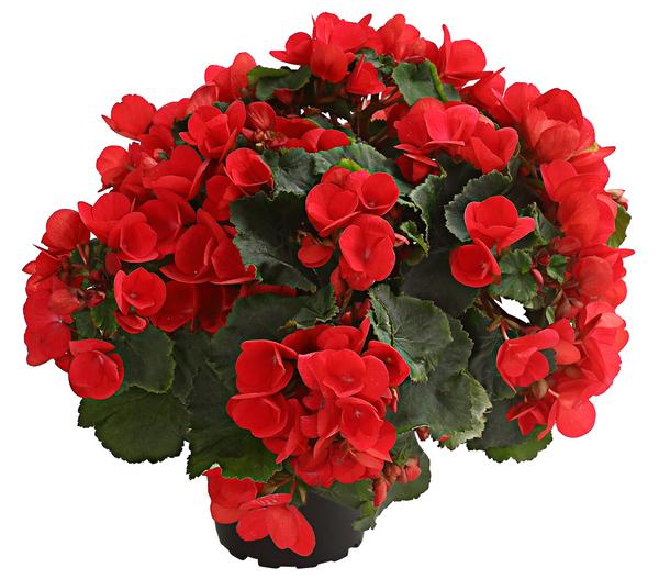 Freiland-Begonie 'Betulia', verschiedene