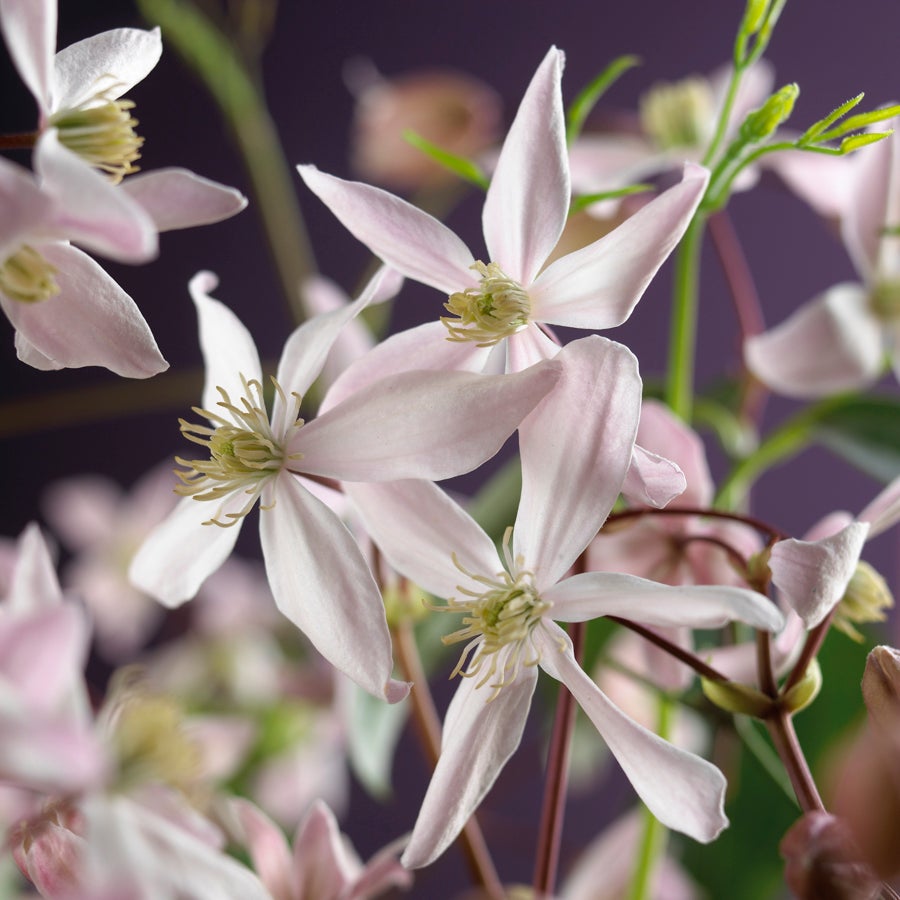Groenblijvende Bosrank (Clematis armandii 'Apple Blossom') D 16 H 75 cm