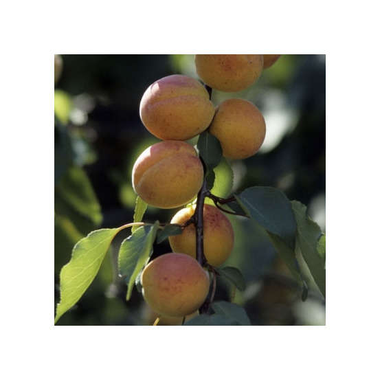 Abricotier rouge du Roussillon en gobelet 2 ans d'âge - pot 7,5L