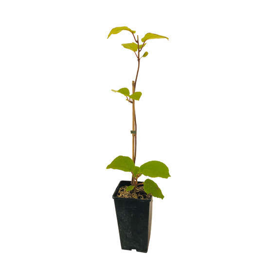 Kiwi chinensis 'Tomuri' mâle bio : pot de 3 litres
