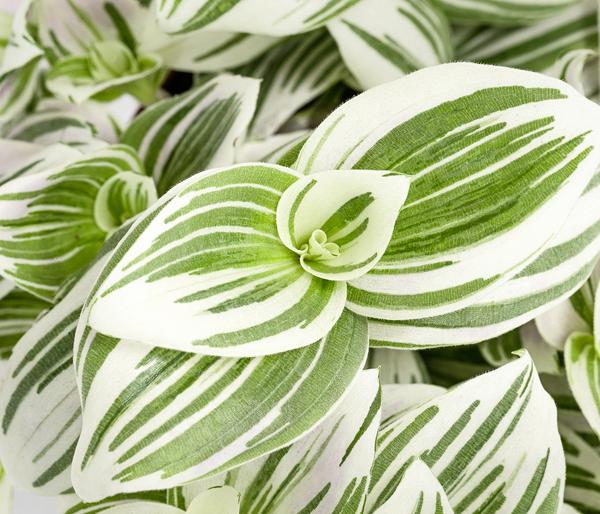 Dreimasterblume - Tradescantia zebrina