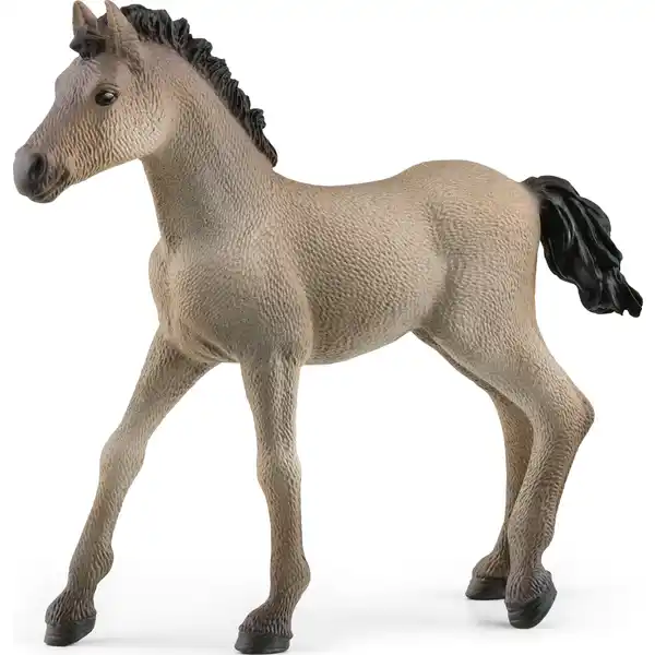 13949 Criollo Definitivo Fohlen