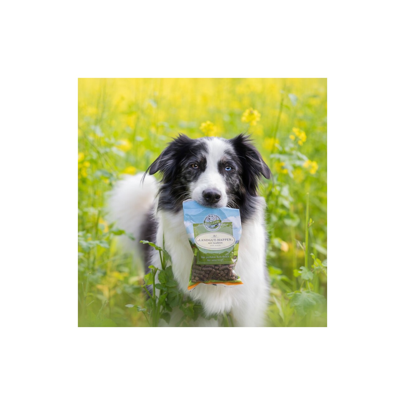 Bellfor Soft Snacks für Hunde mit Insekten - Landgut-Happen - 200g