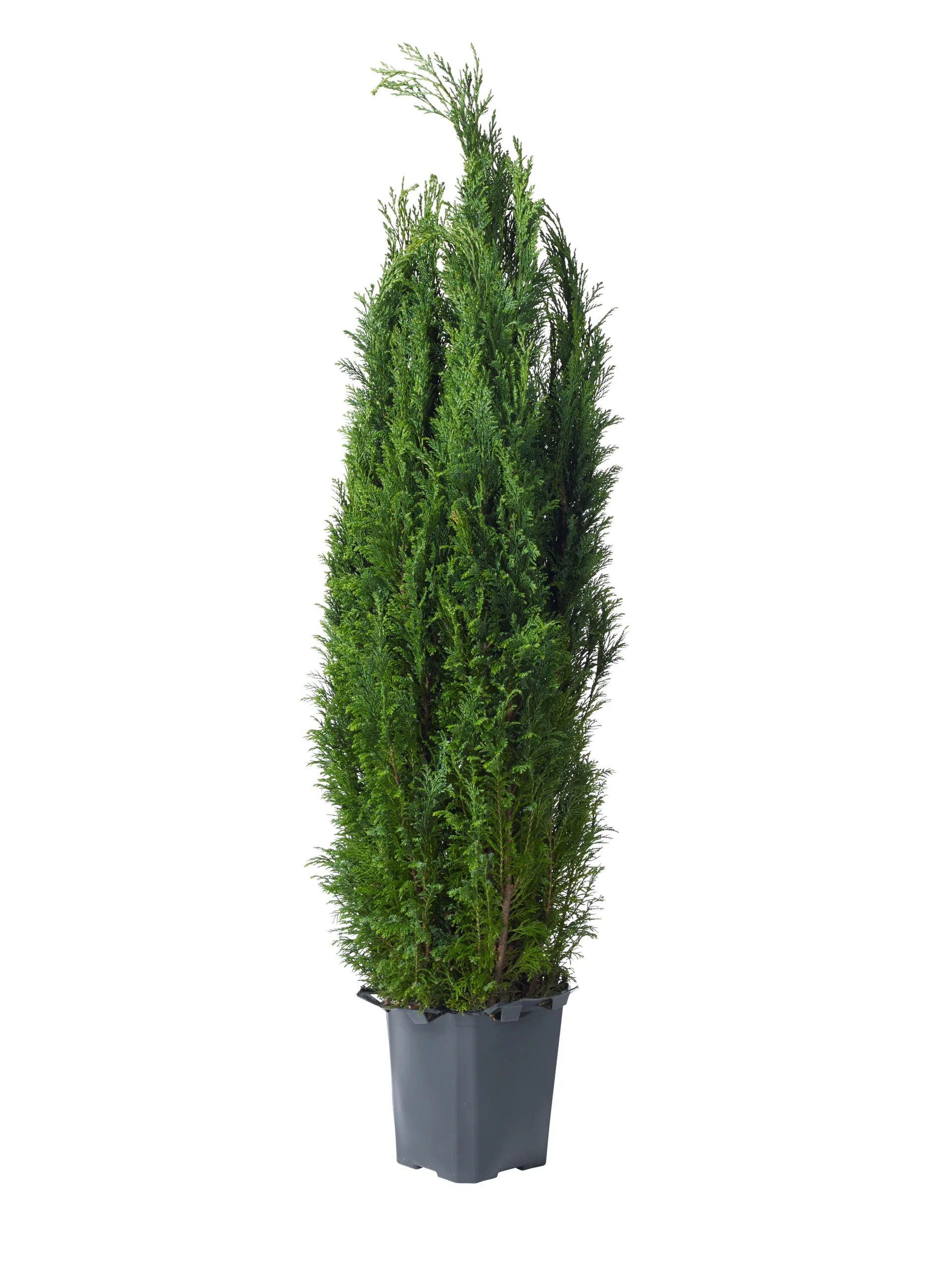 Chamaecyparis lawsoniana 'Ellwoodii' Lawsonsypress  'Ellwoodii' Høyde 100 cm