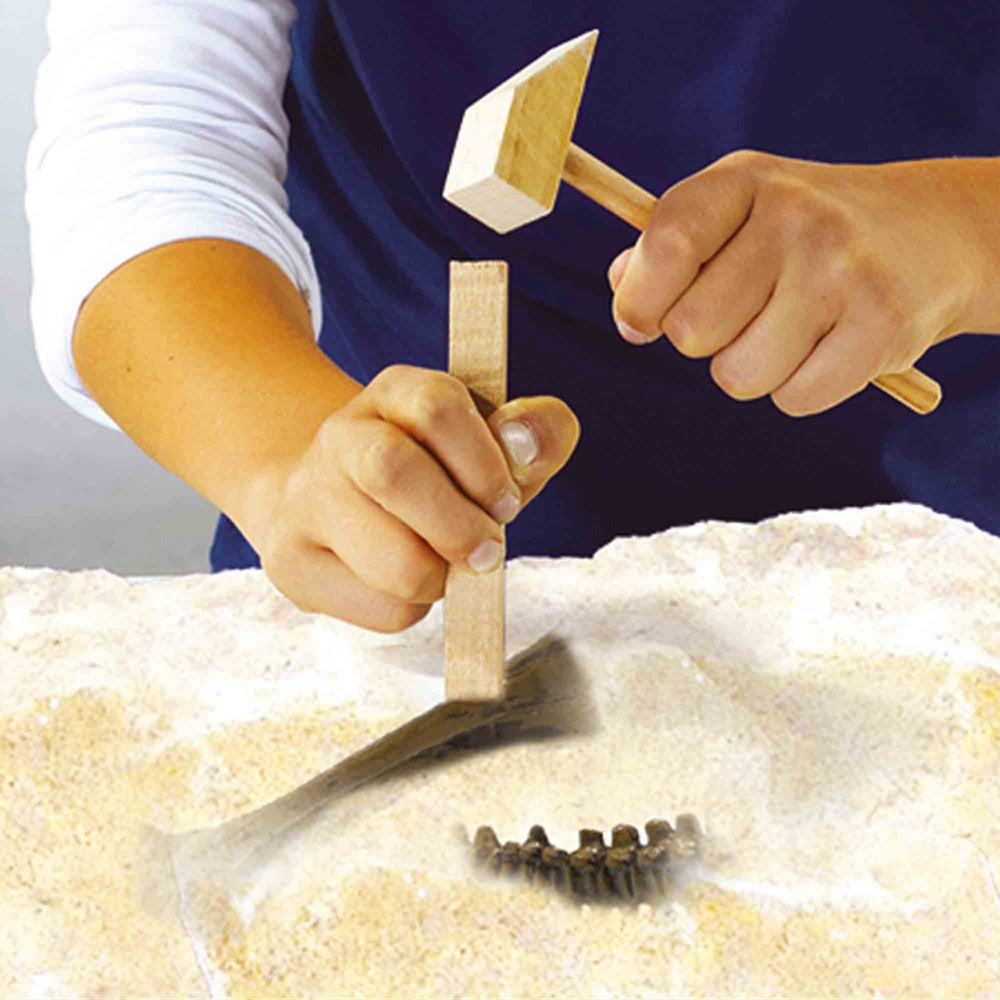 Køb SES Creative Explore Udhug - Dino og Skelet Stegosaurus