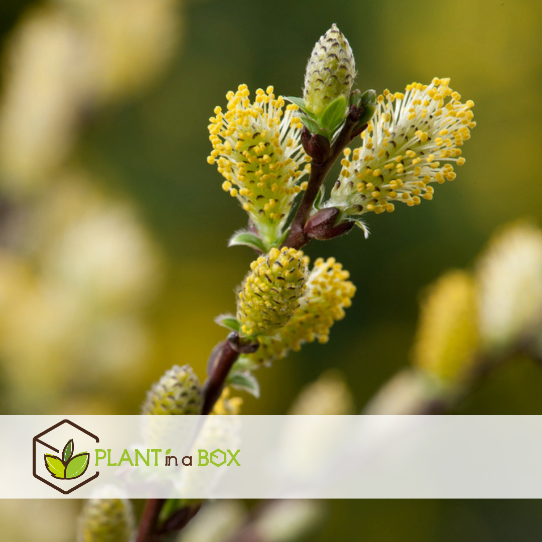 Salix repens 'iona' - saule nain - arbre - ⌀19 cm - hauteur 80-90 cm