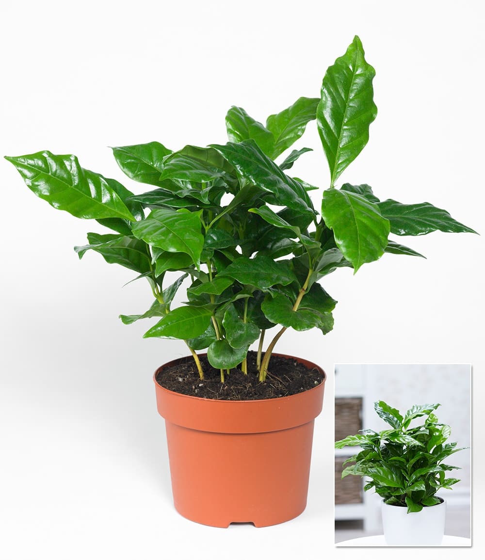 Coffea arabica