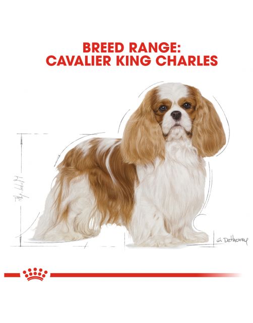 Royal Canin Cavalier King Charles Adult - Hondenvoer