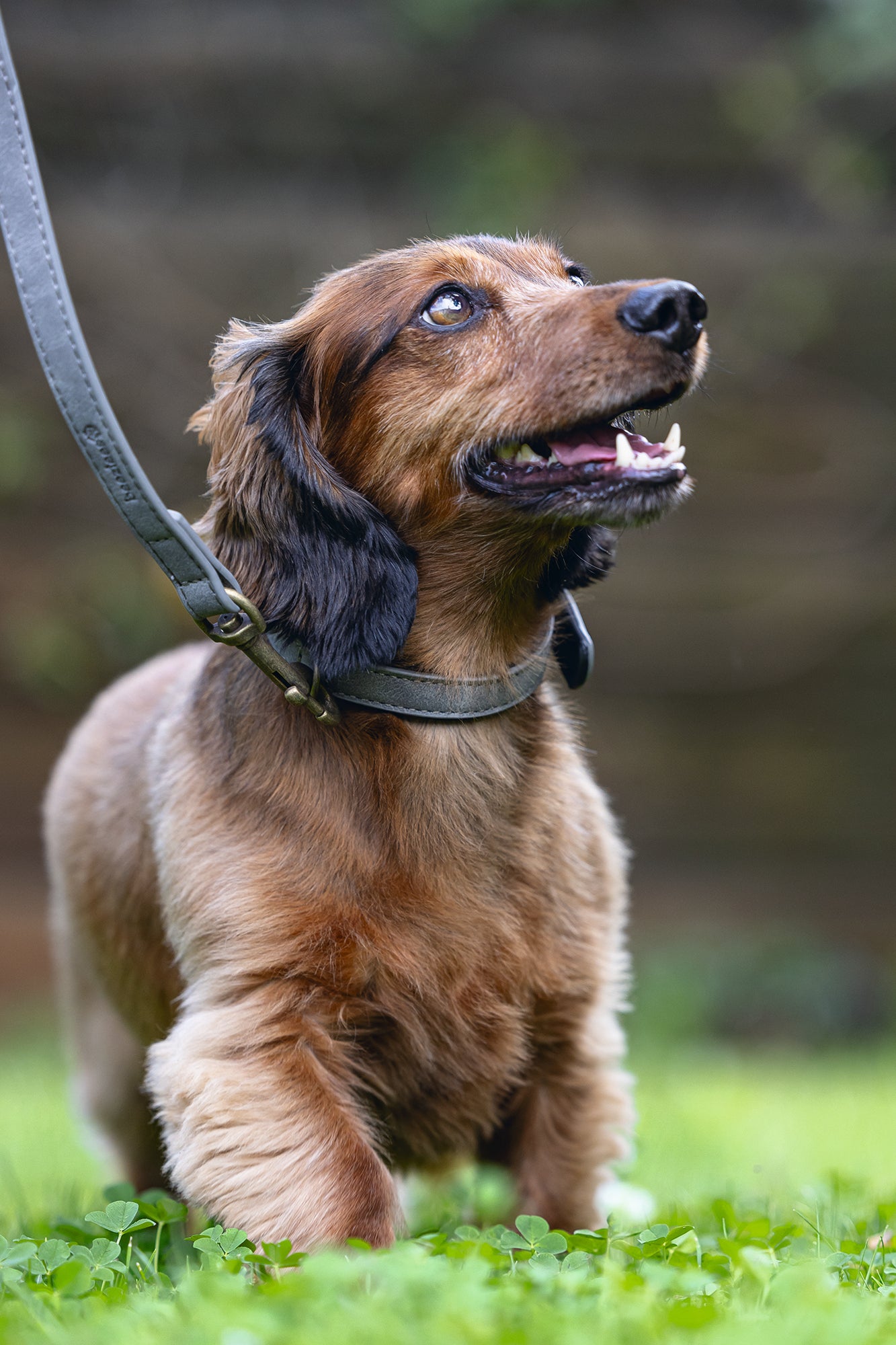 Beeztees hondenhalsband Balacron Ax grijs 29-35 x 1,5 cm