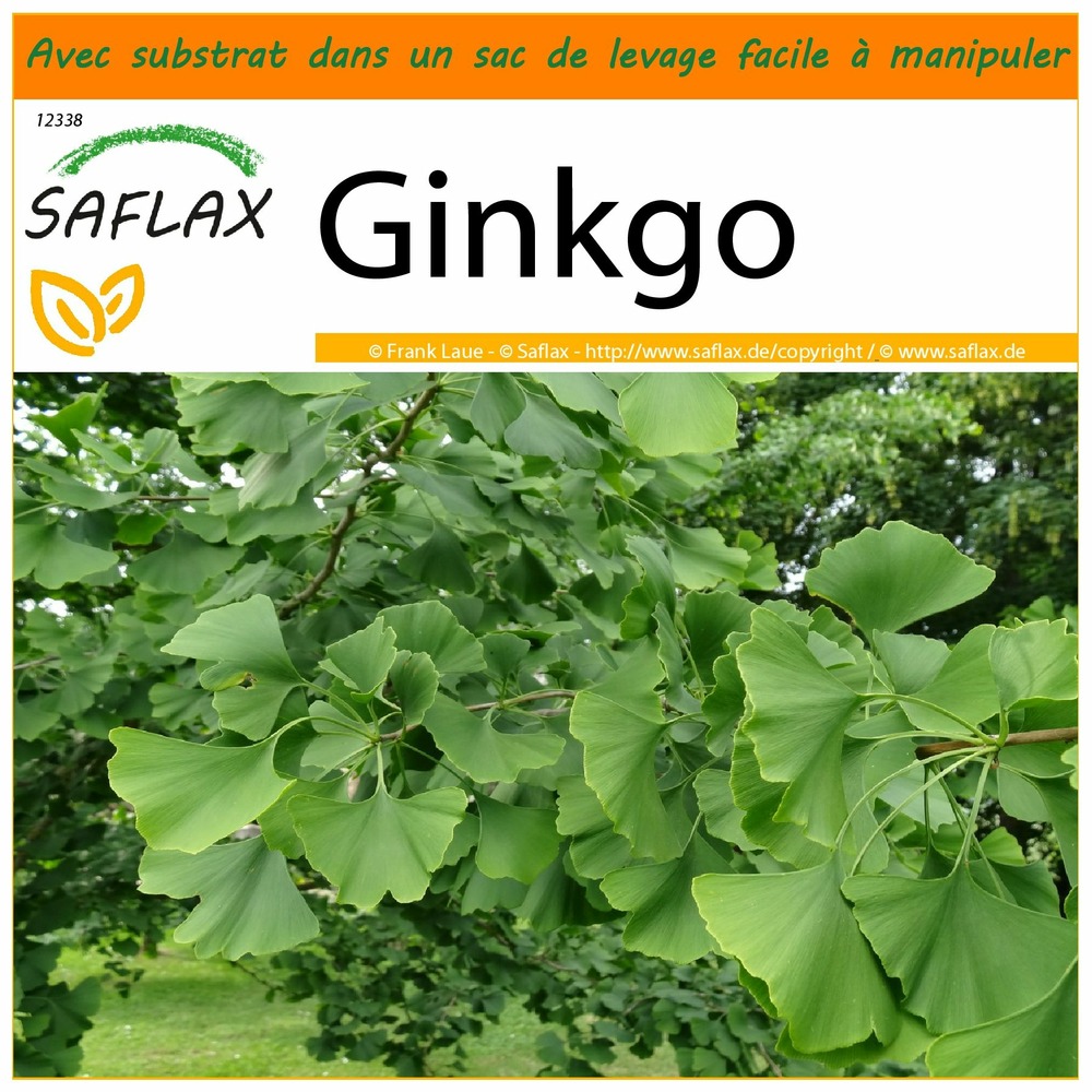 Jardin dans le sac - ginkgo - 4 graines - ginkgo biloba