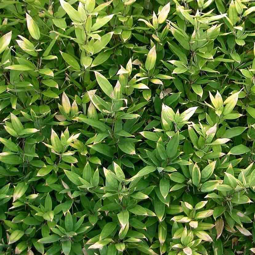Shibataea kumasaca taille pot de 2 litres - 5/20 cm