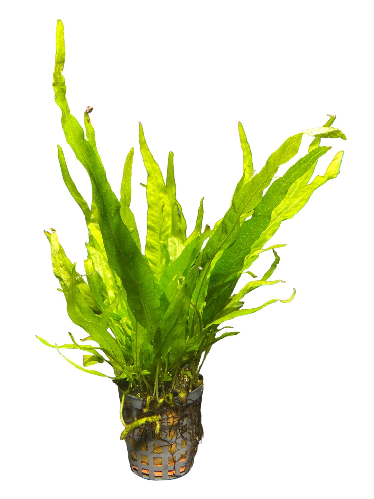 Waterplant Microsorium Pteropus (Javavaren)