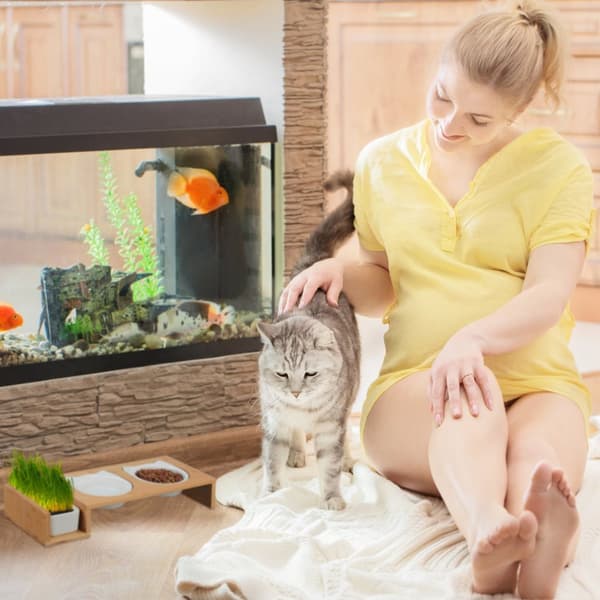 Katteforingsstasjon og kattegressbolle
