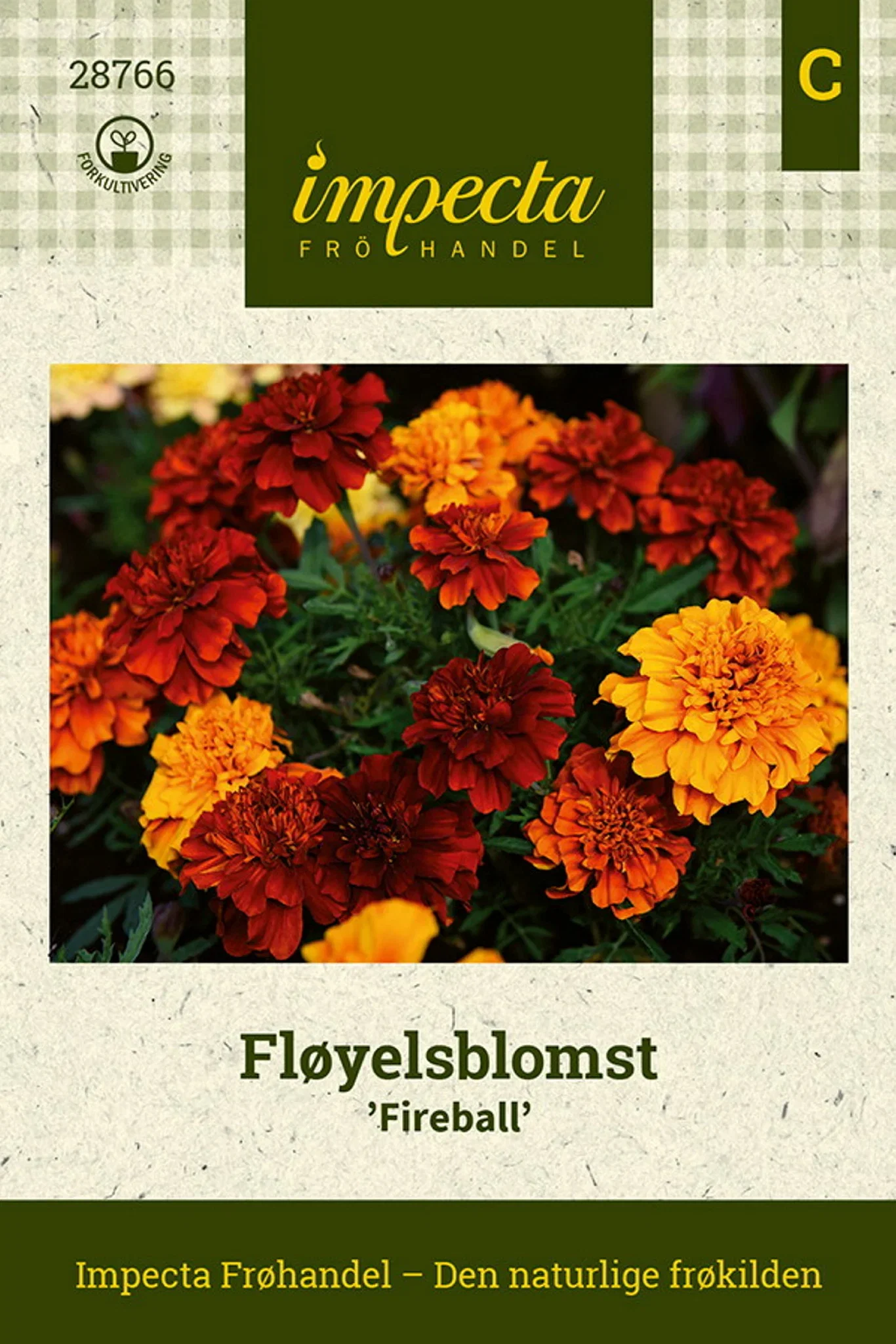Tagetes patula nana 'Fireball' Fløyelsblomst 'Fireball'