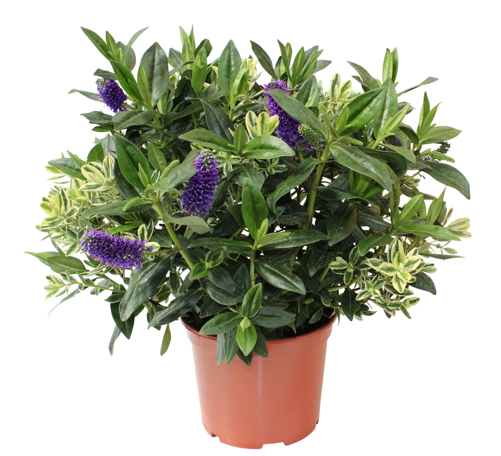 Hebe Veronika twin´s 23 cm Hebe 'Veronika' Ø23 cm