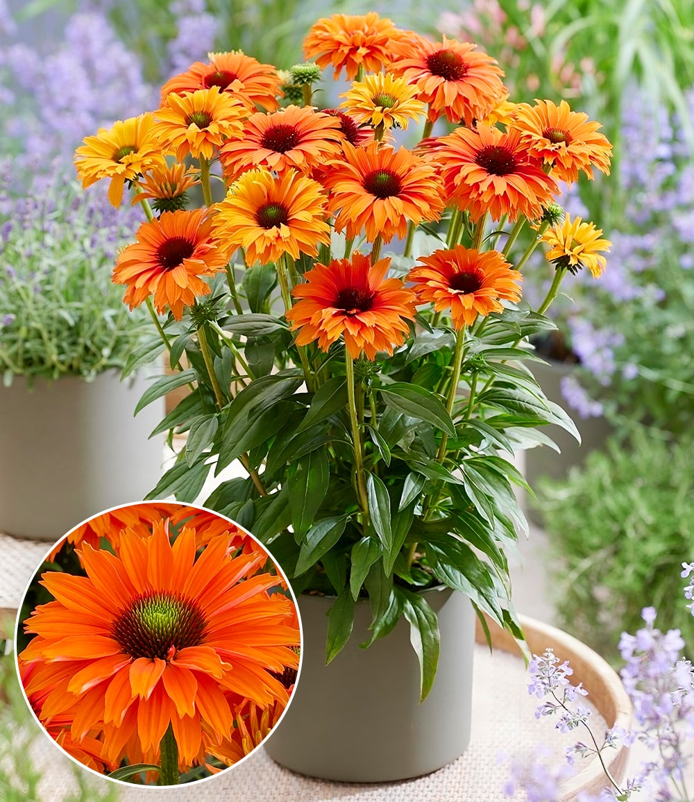 Echinacea 'SunSeekers® Mineola'