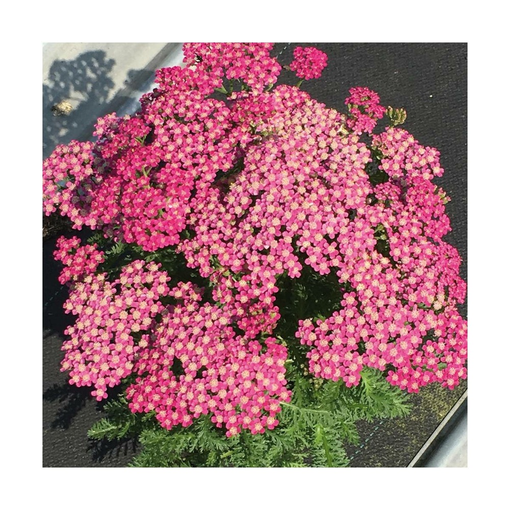 Achillée millefeuille milly rock™ rose/achillea millefolium 'milly rock™ rose'[-]pot de 3l - 20/40 cm