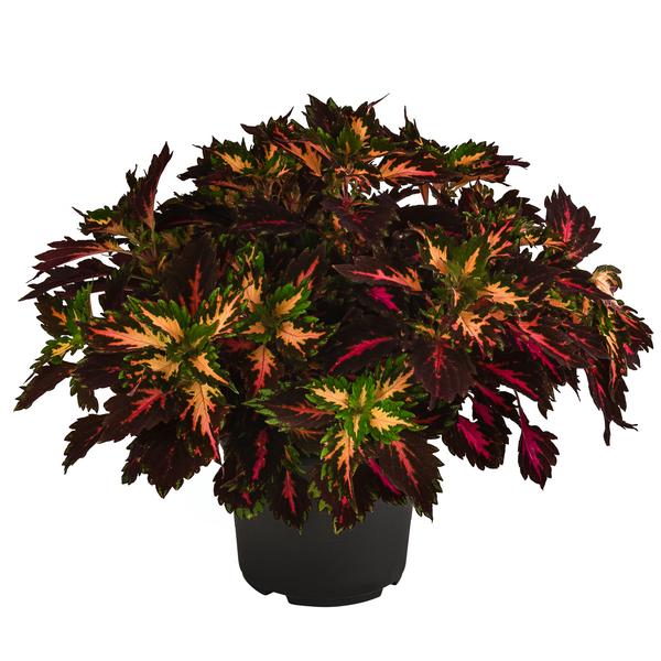 Buntnessel - Solenostemon scutellarioides