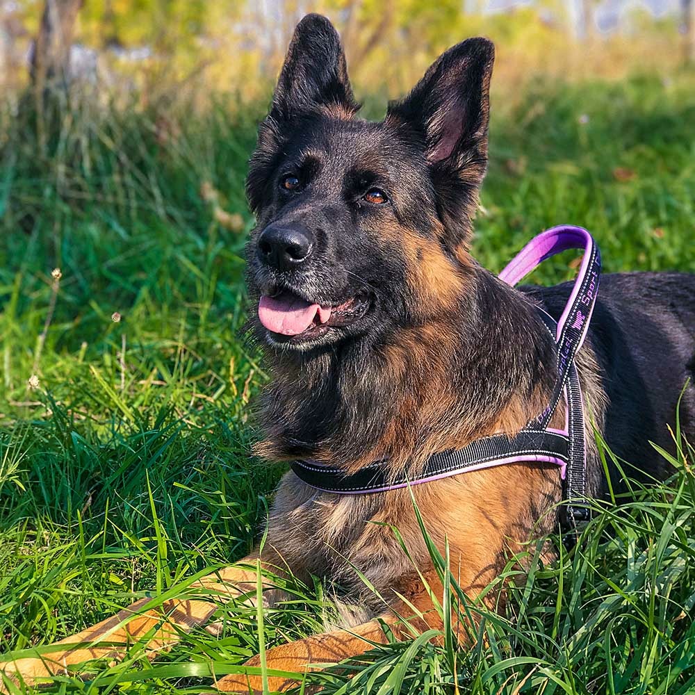 Ferplast harnais de type suédois pour chiens sport dog p large, adaptabilité parfaite, rembourrage souple, coutures