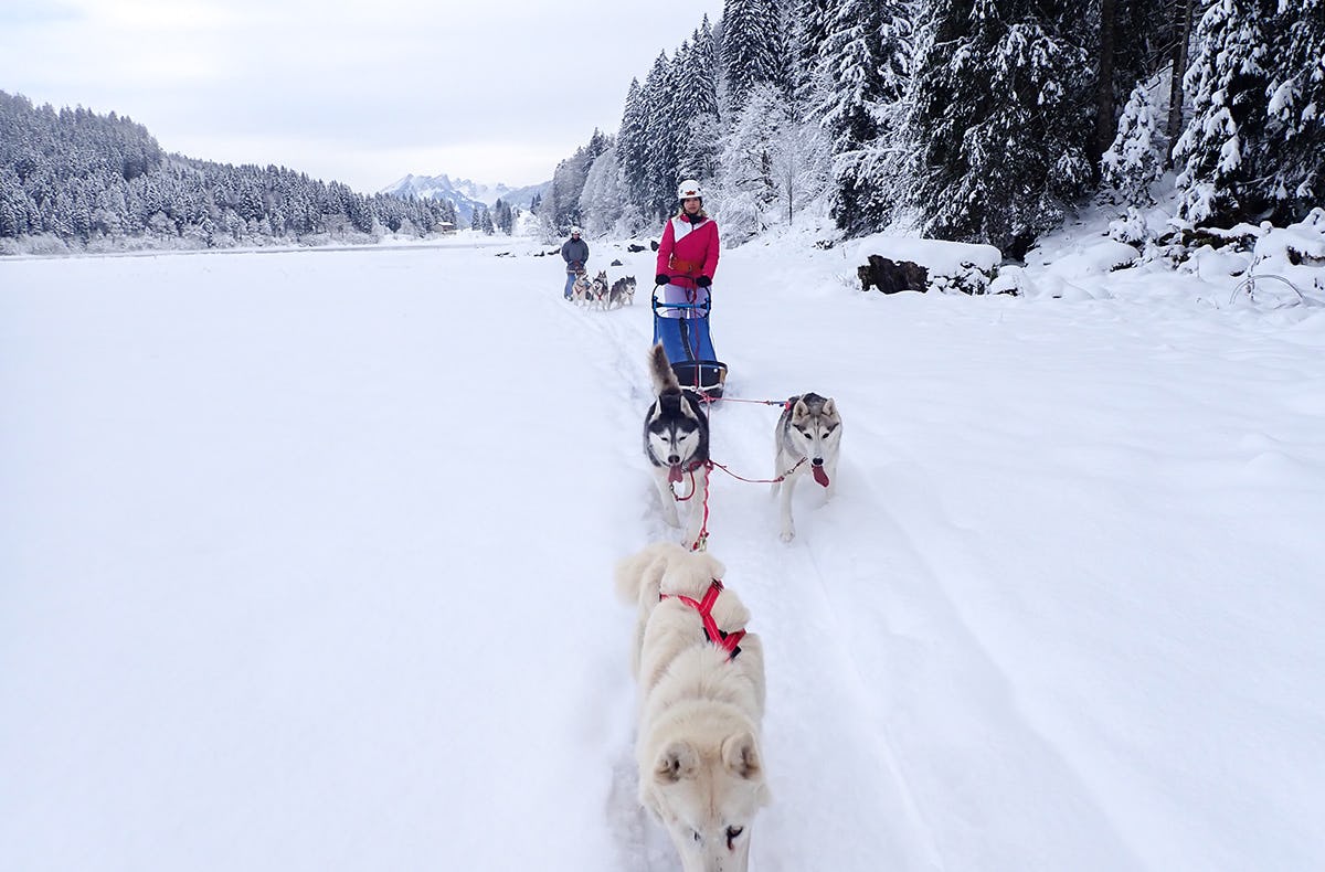 Exklusiv Husky Schlittenfahrt für Zwei im Kanton St. Gallen als romantische Geschenkidee!