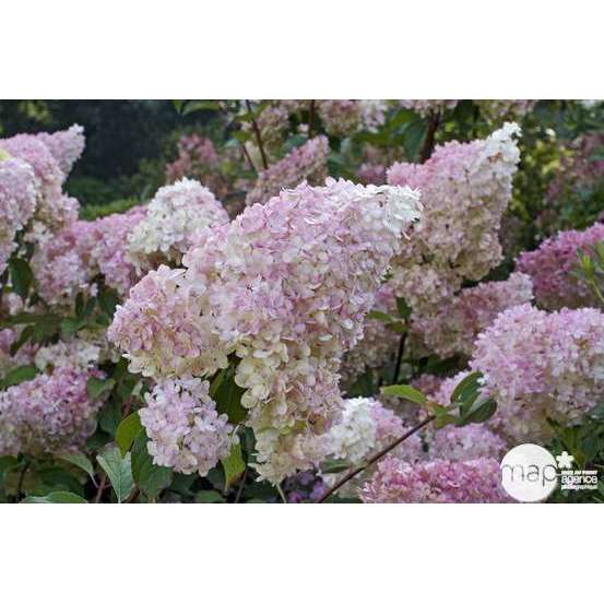 Hydrangea paniculata 'Vanille Fraise®' : Conteneur de 10 Litres Touffe